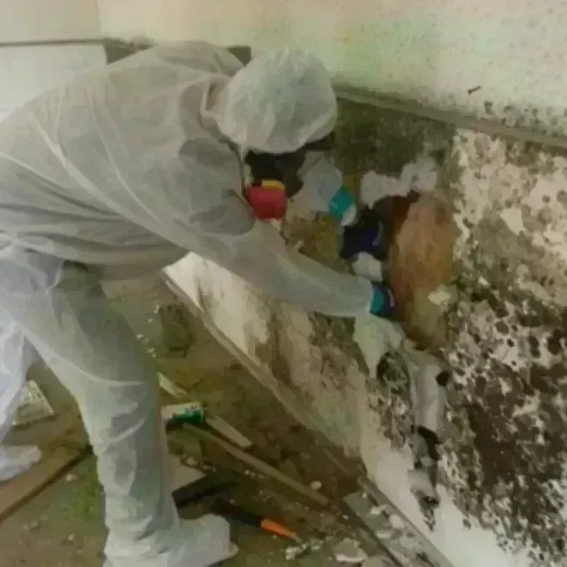 Mold Remediation and Removal in San Joaquin Hills, CA